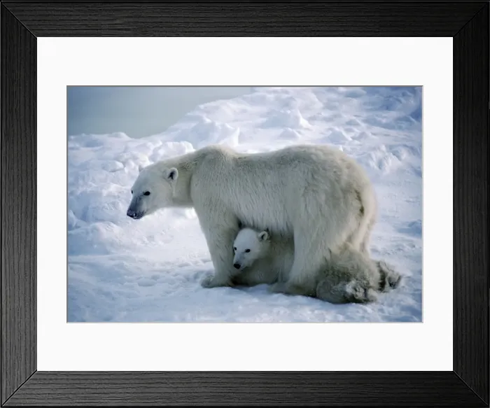 Framed Print : Polar Bear - mother and cub - Cape Churchill - Hudson Bay - Manitoba - Canada BN337 Framed Print : Polar Bear - mother and cub - Cape Churchill - Hudson Bay - Manitoba - Canada BN337