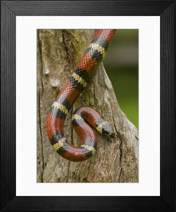 Framed Print : Tropical Milk Snake / Milksnake - Costa Rica Framed Print : Tropical Milk Snake / Milksnake - Costa Rica