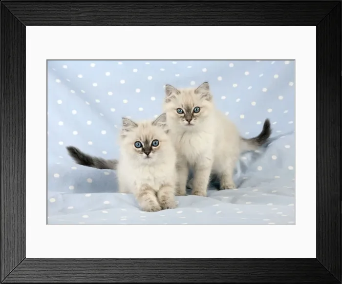 Framed Print : CAT - 10 week old ragdoll kittens Framed Print : CAT - 10 week old ragdoll kittens