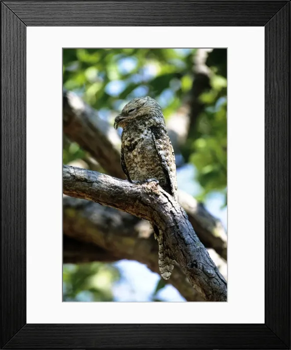 Framed Print : Great Potoo - Venezuela Framed Print : Great Potoo - Venezuela
