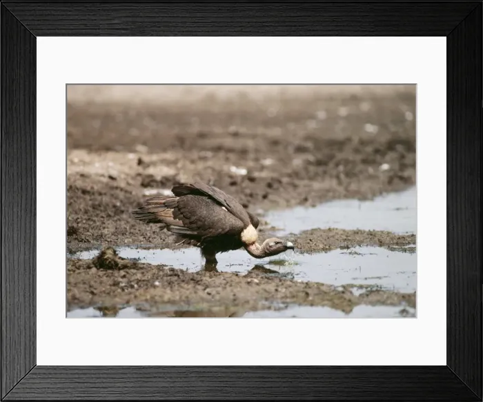Framed Print : White-backed Vulture ED 364 Drinking. Bharatpur, India. Gyps bengalensis © Eric Dragesco / ardea. com Framed Print : White-backed Vulture ED 364 Drinking. Bharatpur, India. Gyps bengalensis © Eric Dragesco / ardea. com