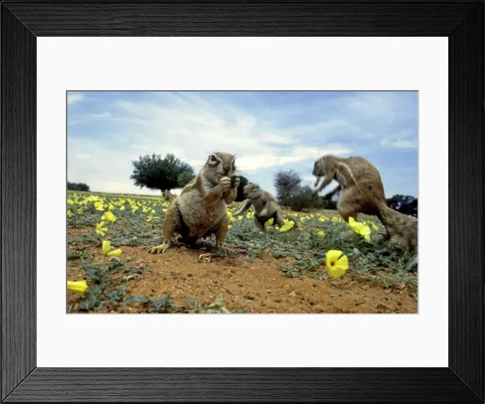Framed Print : Ground Squirrels CRH 930 Foraging amongst blooming flowers Kalahari, Botswana Xerus inauris © Chris Harvey / ardea. com Framed Print : Ground Squirrels CRH 930 Foraging amongst blooming flowers Kalahari, Botswana Xerus inauris © Chris Harvey / ardea. com