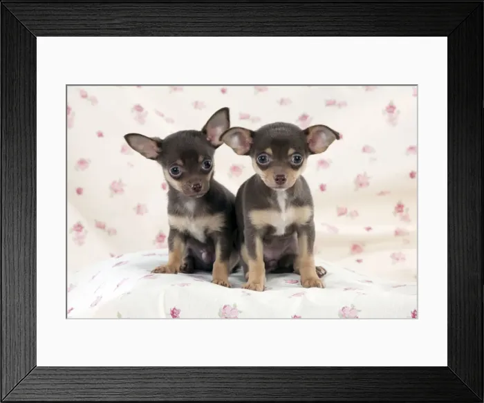Framed Print : DOG - Chihuahua puppies sitting on blanket Framed Print : DOG - Chihuahua puppies sitting on blanket