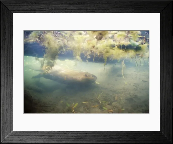 Framed Print : American Beaver TOM 609 Diving underwater transporting limb back to lodge area for winter food - Wyoming This is one of many canals the beaver has dug into the area where it cuts down trees for food Framed Print : American Beaver TOM 609 Diving underwater transporting limb back to lodge area for winter food - Wyoming This is one of many canals the beaver has dug into the area where it cuts down trees for food