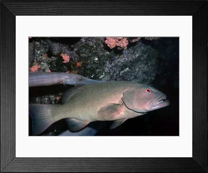 Framed Print : Coral Cod - Great Barrier Reef - Indo Pacific Framed Print : Coral Cod - Great Barrier Reef - Indo Pacific