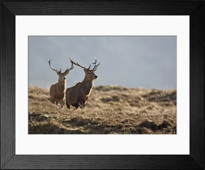 Framed Print : Red Deer - male. Scottish Moor - Aviemore - Scotland Framed Print : Red Deer - male. Scottish Moor - Aviemore - Scotland