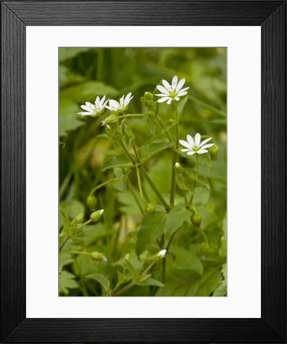 Framed Print : Water Chickweed (Myosoton aquaticum = Stellaria) in flower in damp grassland; Romania Framed Print : Water Chickweed (Myosoton aquaticum = Stellaria) in flower in damp grassland; Romania