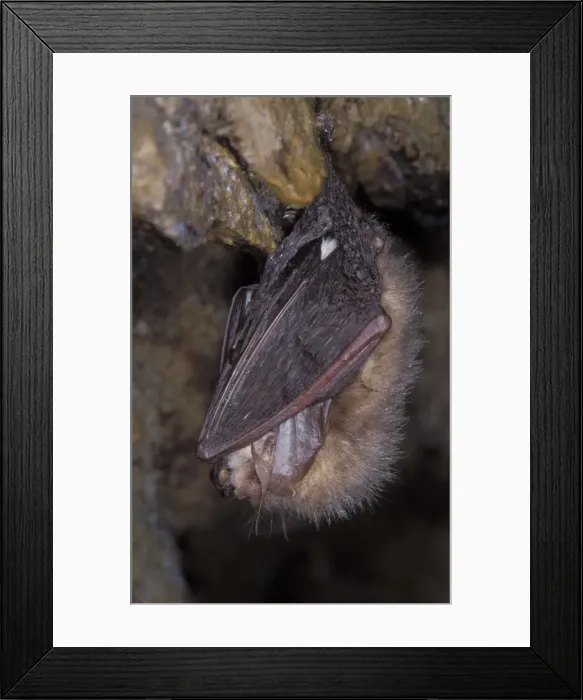 Framed Print : Brown Big-eared Bat / Long-eared Bat - hibernation at cave - NP Bohemian forest - Czech Republic Framed Print : Brown Big-eared Bat / Long-eared Bat - hibernation at cave - NP Bohemian forest - Czech Republic