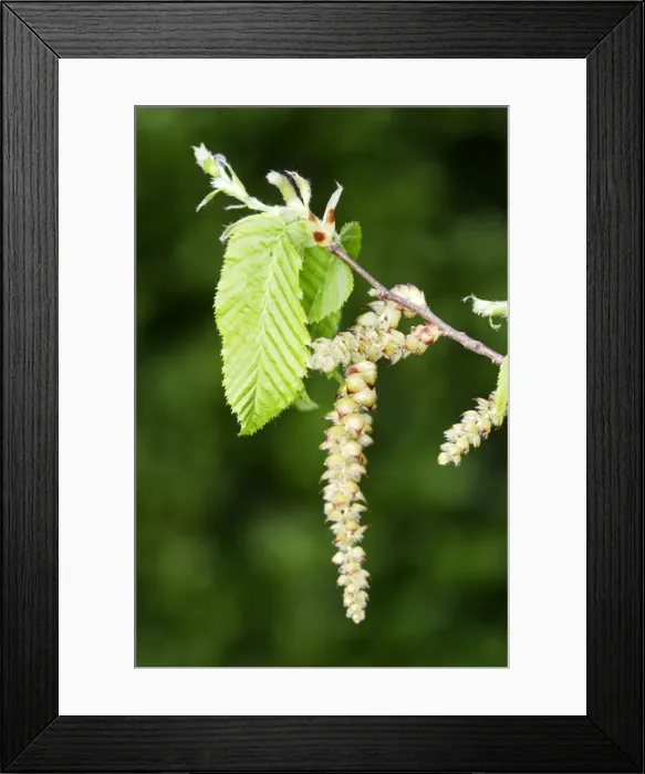 Framed Print : European Hornbeam - close-up of seed catkins Alsace France Framed Print : European Hornbeam - close-up of seed catkins Alsace France