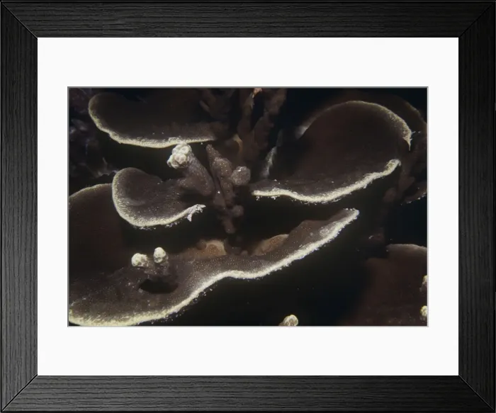 Framed Print : Hard Coral Framed Print : Hard Coral