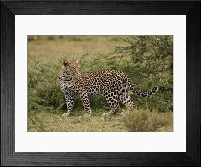 Framed Print : Leopard - Ngorongoro Crater Reserve - Serengeti - Tanzania Framed Print : Leopard - Ngorongoro Crater Reserve - Serengeti - Tanzania