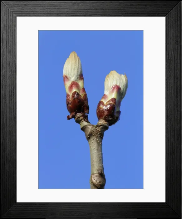 Framed Print : Chestnut Tree - buds about to open - Hessen - Germany Framed Print : Chestnut Tree - buds about to open - Hessen - Germany