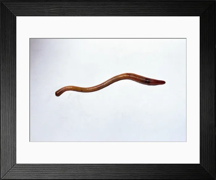 Framed Print : Earthworm Moving forwards on white background Reading garden, UK Framed Print : Earthworm Moving forwards on white background Reading garden, UK