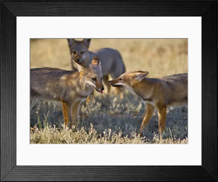 Framed Print : Patagonian Fox / Argentine Gray Fox / Argentine Grey Fox / South American Gray Fox / South American Grey Fox / Chilla - three young foxes playing with each other in the pampa - Reserva Faunistica Peninsula Valdes - UNESCO World Heritage Site Framed Print : Patagonian Fox / Argentine Gray Fox / Argentine Grey Fox / South American Gray Fox / South American Grey Fox / Chilla - three young foxes playing with each other in the pampa - Reserva Faunistica Peninsula Valdes - UNESCO World Heritage Site