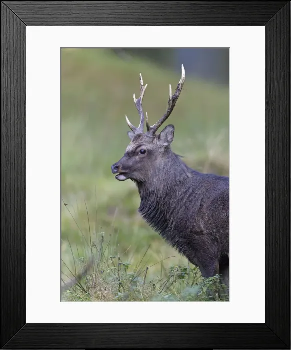 Framed Print : Sika Deer - portrait of stag during the rut - Seeland - Denmark Framed Print : Sika Deer - portrait of stag during the rut - Seeland - Denmark