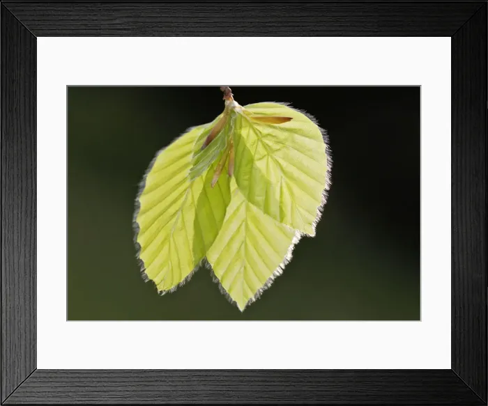 Framed Print : European Beech - leaves