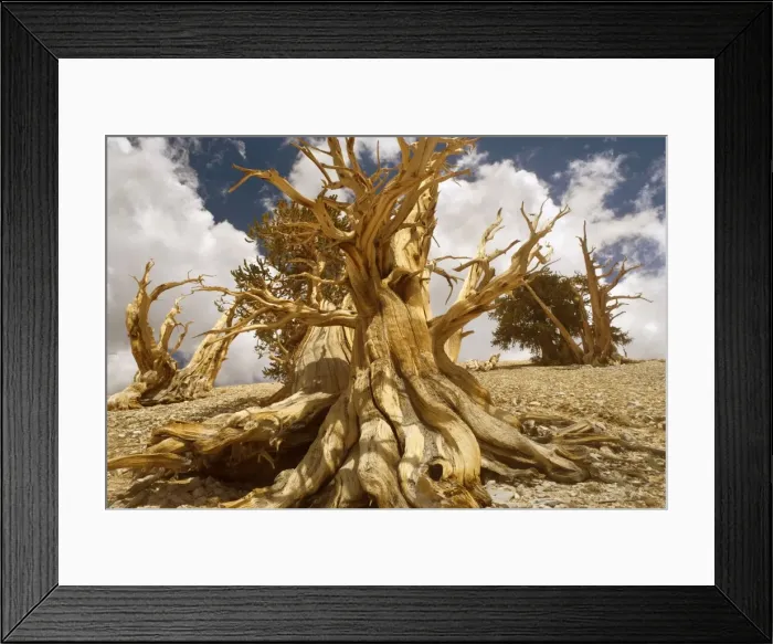 Framed Print : Bristlecone Pines - very gnarled and windswept Bristlecone Pines standing on a high plain on White Mountain. One of the existing individiuals are thought to be around 5000 years, being the oldest tree in the world - Inyo National Forest Framed Print : Bristlecone Pines - very gnarled and windswept Bristlecone Pines standing on a high plain on White Mountain. One of the existing individiuals are thought to be around 5000 years, being the oldest tree in the world - Inyo National Forest