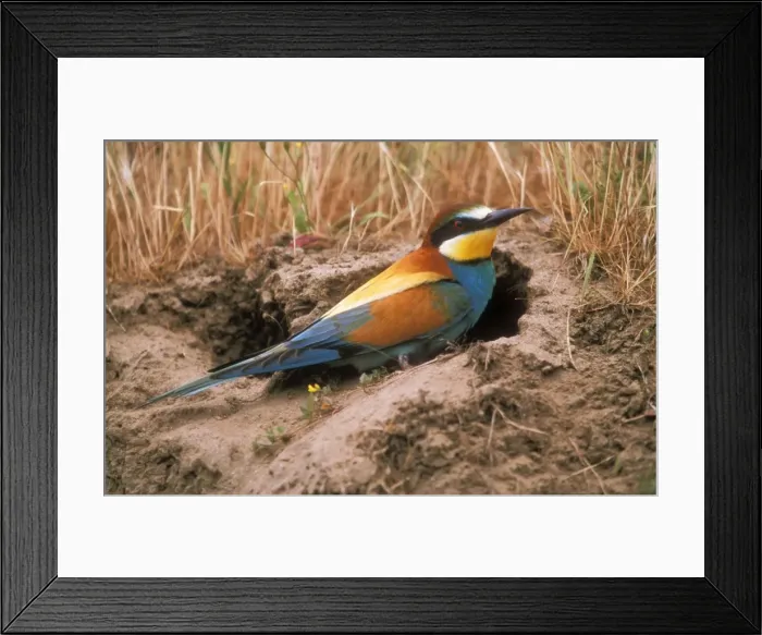 Framed Print : European Bee-eater USH 448 At entrace of nest burrow. Merops apiaster © Duncan Usher / ardea. com Framed Print : European Bee-eater USH 448 At entrace of nest burrow. Merops apiaster © Duncan Usher / ardea. com