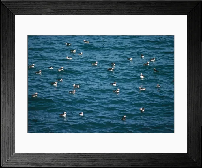 Framed Print : Puffin RV 1054 On the Sea Fratercula arctica © Richard Vaughan / ardea. com Framed Print : Puffin RV 1054 On the Sea Fratercula arctica © Richard Vaughan / ardea. com