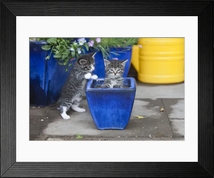 Framed Print : Cat - two kittens playing in plant pot - outdoors - Lower Saxony - Germany Framed Print : Cat - two kittens playing in plant pot - outdoors - Lower Saxony - Germany