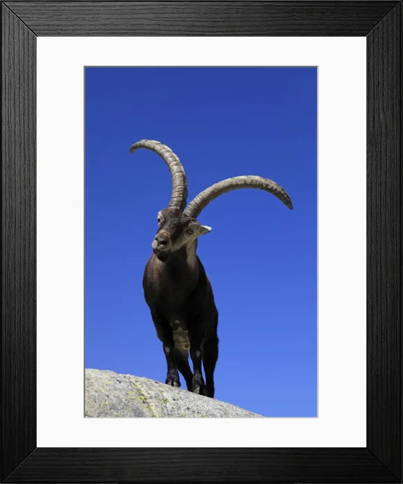 Framed Print : Spanish Ibex - Sierra de Gredos - Spain Framed Print : Spanish Ibex - Sierra de Gredos - Spain