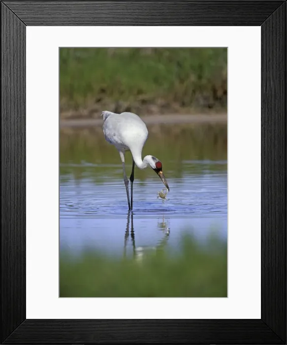 Framed Print : Whooping Crane TOM 593 Catching blue crab in tidal pond - Aransas National Wildlife Refuge, Texas. Grus americana © Tom & Pat Leeson / ardea. com Framed Print : Whooping Crane TOM 593 Catching blue crab in tidal pond - Aransas National Wildlife Refuge, Texas. Grus americana © Tom & Pat Leeson / ardea. com