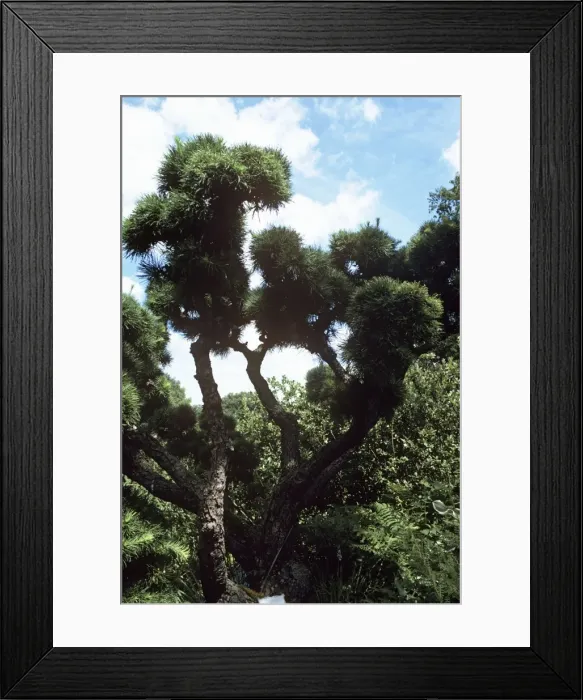 Framed Print : Japanese Larch - 100 years old in 1904 - Wisley - UK