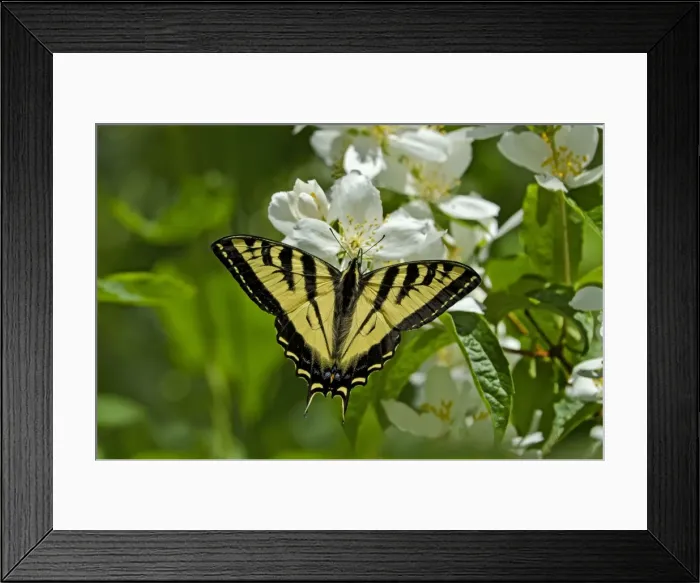 Framed Print : Western Tiger Swallowtail - nectaring on mock-orange - Pacific Northwest _E7A0149 Framed Print : Western Tiger Swallowtail - nectaring on mock-orange - Pacific Northwest _E7A0149