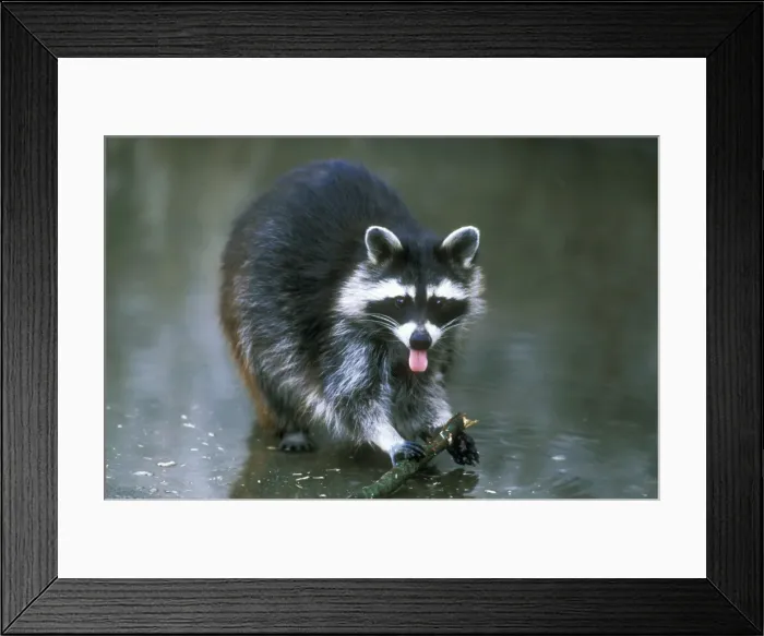 Framed Print : Racoon USH 304 Foraging for food Procyon lotor © Duncan Usher / ardea. com Framed Print : Racoon USH 304 Foraging for food Procyon lotor © Duncan Usher / ardea. com