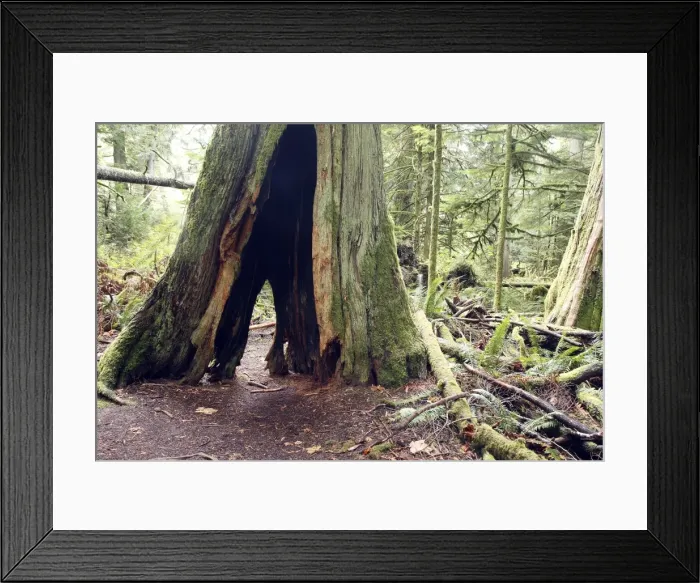 Framed Print : Temperate rainforest - hollow tree trunk. Cathedral Grove Princess Royal Island - British Columbia - Canada Framed Print : Temperate rainforest - hollow tree trunk. Cathedral Grove Princess Royal Island - British Columbia - Canada