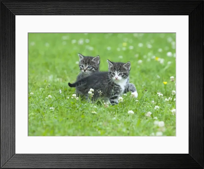 Framed Print : Cat - two kittens alert on lawn - Lower Saxony - Germany Framed Print : Cat - two kittens alert on lawn - Lower Saxony - Germany
