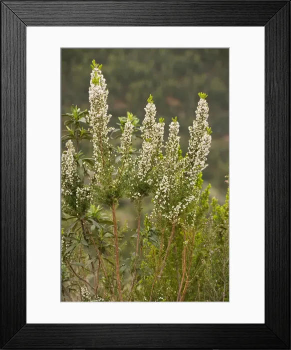 Framed Print : Portuguese Heath - Algarve, Portugal Framed Print : Portuguese Heath - Algarve, Portugal