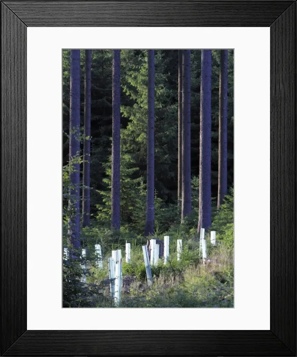 Framed Print : Tree Guards - against deer damage, placed around planted trees in forest glade - Hessen - Germany Framed Print : Tree Guards - against deer damage, placed around planted trees in forest glade - Hessen - Germany