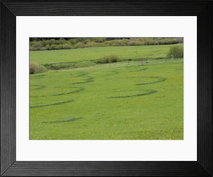 Framed Print : St George's Mushroom - fairy rings. Naturally occurring ring or arc of mushrooms Framed Print : St George's Mushroom - fairy rings. Naturally occurring ring or arc of mushrooms