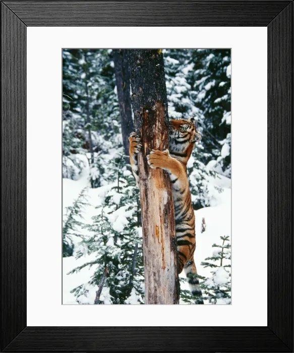 Framed Print : Siberian Tiger TOM 446 Climbing tree Panthera tigris © Tom & Pat Leeson / ardea. com Framed Print : Siberian Tiger TOM 446 Climbing tree Panthera tigris © Tom & Pat Leeson / ardea. com