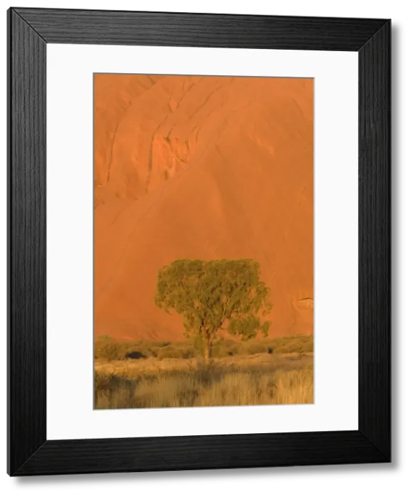 Framed Print : Desert Oak - bushland and single desert oak tree in front of a red ablaze cliff, just before sunset - Northern Territory, Australia Framed Print : Desert Oak - bushland and single desert oak tree in front of a red ablaze cliff, just before sunset - Northern Territory, Australia