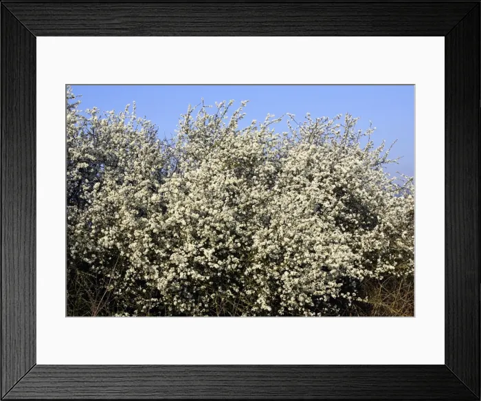 Framed Print : Blackthorn - in blossom Alsace France Framed Print : Blackthorn - in blossom Alsace France