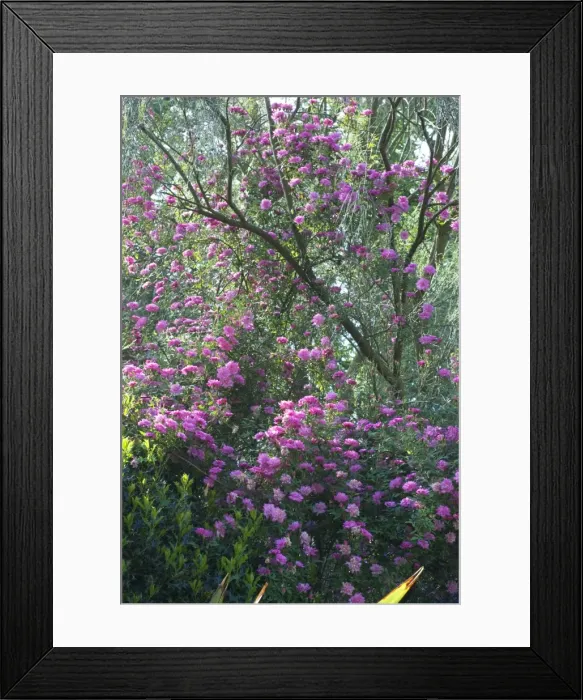 Framed Print : Climbing Rose Pom pom de Paris Framed Print : Climbing Rose Pom pom de Paris