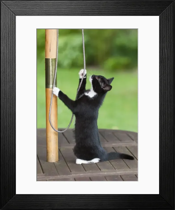 Framed Print : Cat - kitten sitting on garden table playing with sunshade cord - Lower Saxony - Germany Framed Print : Cat - kitten sitting on garden table playing with sunshade cord - Lower Saxony - Germany