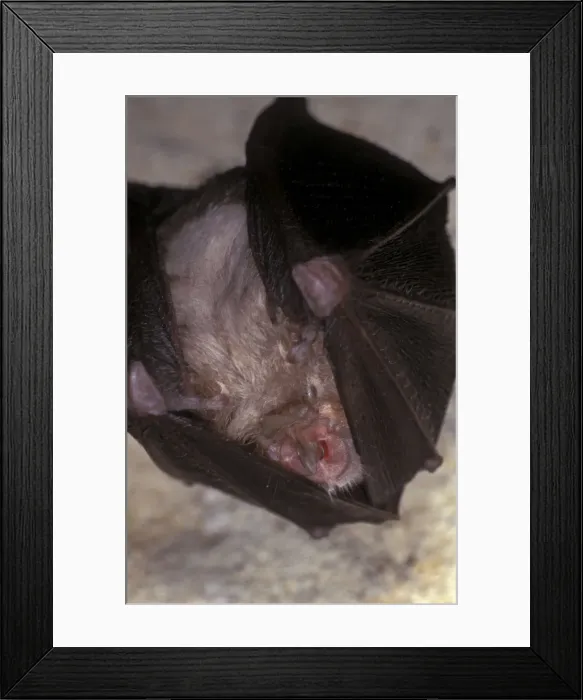 Framed Print : Lesser Horseshoe Bat - hibernation at cave - Argonne - France Framed Print : Lesser Horseshoe Bat - hibernation at cave - Argonne - France