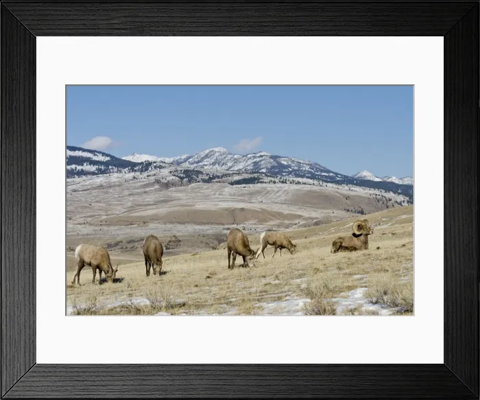 Framed Print : Bighorn Sheep - ewes graze while ram rests - Autumn - Rocky Mountains - USA _E7C3716 Framed Print : Bighorn Sheep - ewes graze while ram rests - Autumn - Rocky Mountains - USA _E7C3716