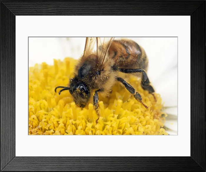 Framed Print : Honey Bee - on flower gathering pollen - UK Framed Print : Honey Bee - on flower gathering pollen - UK