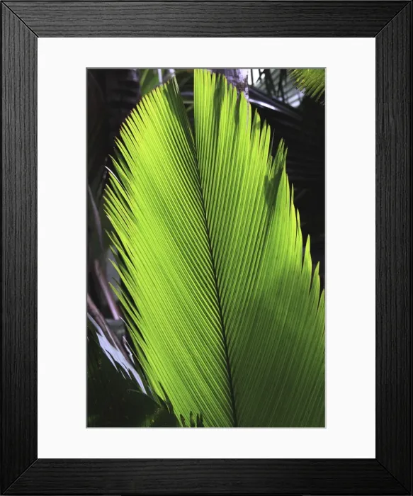 Framed Print : Palm frond - Valle de Mai National Park - Praslin - Seychelles Framed Print : Palm frond - Valle de Mai National Park - Praslin - Seychelles
