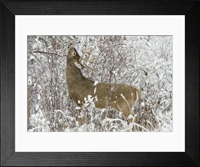 Framed Print : White-tailed Deer - buck in snow storm feeding on wild rose hips - Autumn - Montana - Western U. S. _E7C1199 Framed Print : White-tailed Deer - buck in snow storm feeding on wild rose hips - Autumn - Montana - Western U. S. _E7C1199