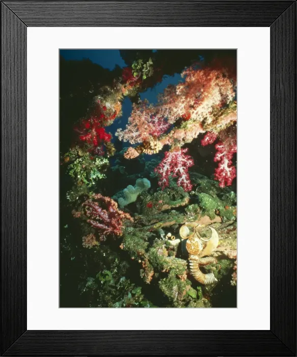 Framed Print : Coral VT 3870 2nd World War pilot's helmut, Truck Lagoon, Indo Pacific. © Ron & Valerie Taylor / ardea. com Framed Print : Coral VT 3870 2nd World War pilot's helmut, Truck Lagoon, Indo Pacific. © Ron & Valerie Taylor / ardea. com