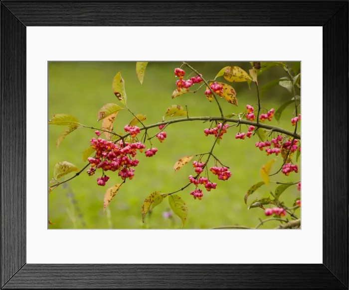 Framed Print : Spindle - in fruit - autumn - Romania Framed Print : Spindle - in fruit - autumn - Romania