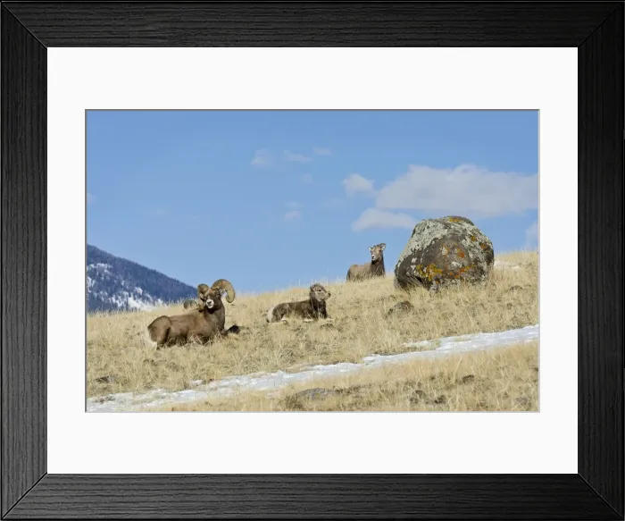 Framed Print : Bighorn Sheep (Ovis canadensis) family--ram, lamb and ewe. Western U. S. late fall. _E7C3559