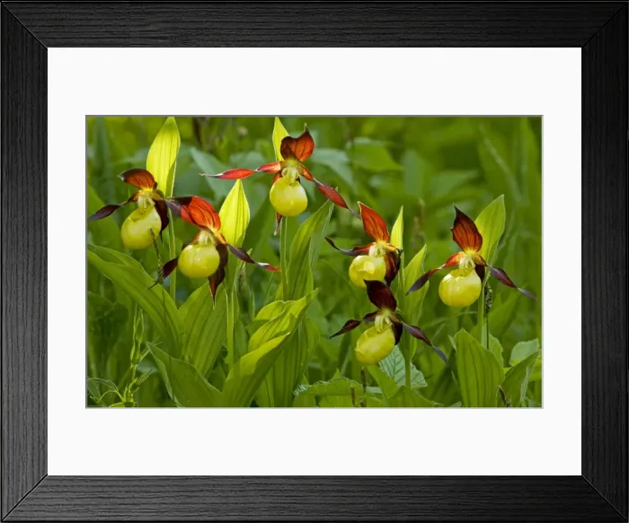 Framed Print : Lady's Slipper Orchids - Estonia Framed Print : Lady's Slipper Orchids - Estonia