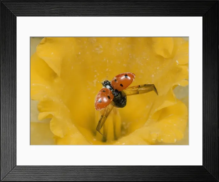 Framed Print : 7-spot Ladybird - unfurling wings - UK also known as: Coccinella septempunctata Framed Print : 7-spot Ladybird - unfurling wings - UK also known as: Coccinella septempunctata