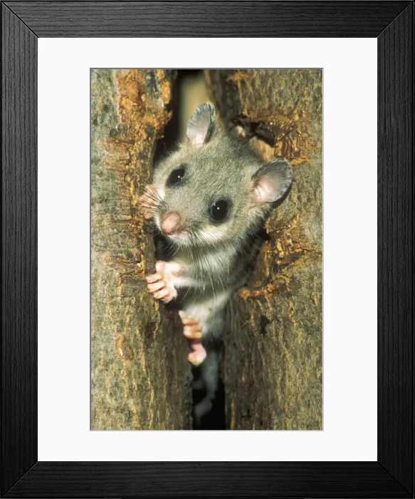Framed Print : Edible Doormouse USH 306 Young peering out of nest Glis glis © Duncan Usher / ardea. com Framed Print : Edible Doormouse USH 306 Young peering out of nest Glis glis © Duncan Usher / ardea. com